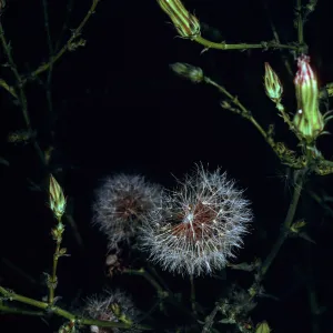 Rafinesquia californica, Tunnel Road, Santa Barbara County