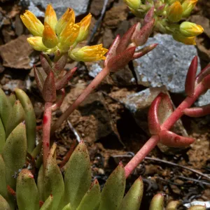 Dudleya linearis, West San Benito Island