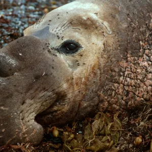 â™‚ Elephant Seal, San Benito Island