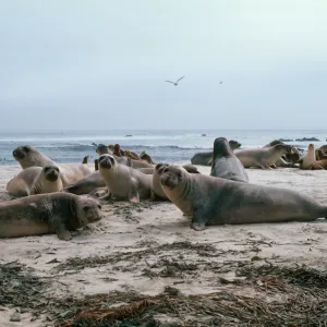 Elephant Seals, Point Bennett, San Miguel Island