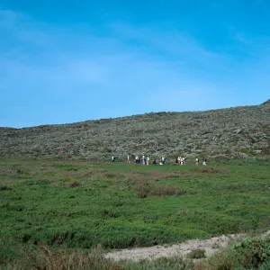 Suaeda, San Martin Island