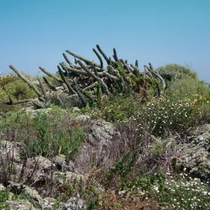 San Martin Island