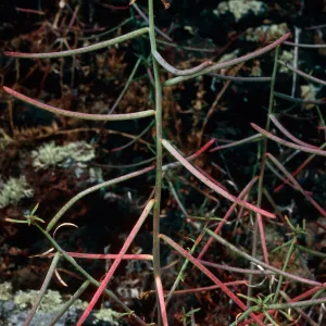 Camissonia californica, burn area on South slope of Picacho, San Martin Island