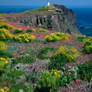 East Anacapa Island--Coreopsis, Malephora--lighthouse