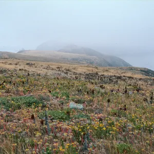 Middle Anacapa Island--terrace