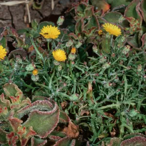 Middle Anacapa Island--Sea Aarch Peninsula--Malacothrix junakii