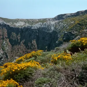 Middle Anacapa Island--W end of Lavatera cove--Coreopsis