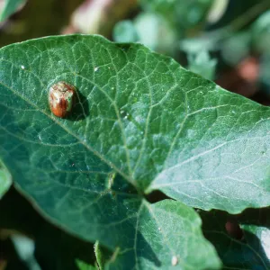 Middle Anacapa Island--Lavatera location--Gold Beetle
