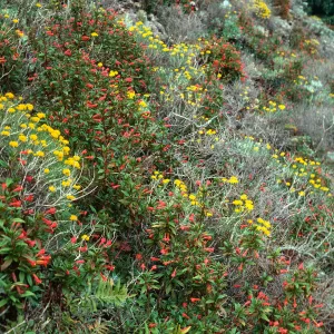 W. Anacapa Island--Diplacus, Eriophyllum, Polypodium