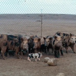 Feral pigs, animal removal program--San Clemente Island
