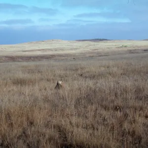 San Clemente Island--central terrace grasslands