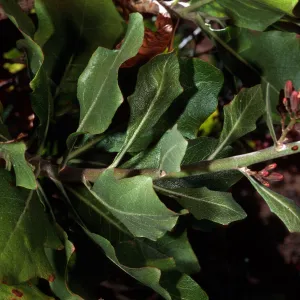 San Clemente Island, Eagle Canyon--Munzothamnus blairii