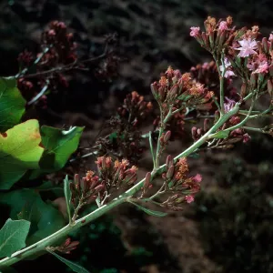 San Clemente Island, Eagle Canyon--Munzothamnus blairii