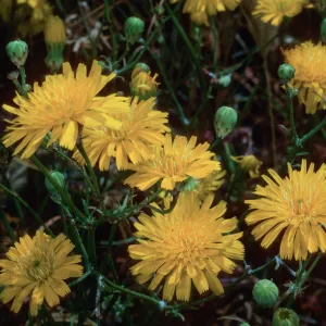 San Clemente Island--base of Eel Point grade--Malacothrix foliosa