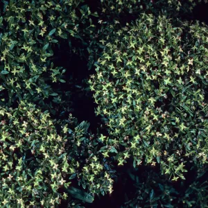 San Clemente Island, SCI-230 near Î” Jack, Galium catalinense acrispum