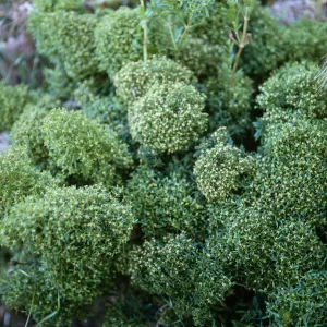 San Clemente Island, SCI-230 near Î” Jack, Galium catalinense acrispum