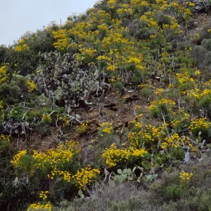Santa Catalina Island, above Empire Landing, Coreopsis gigantea