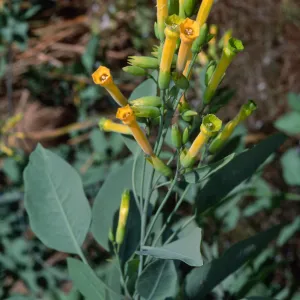 Santa Catalina Island, Cherry Cove, Nicotiana glauca