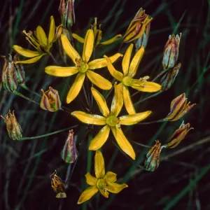 Santa Catalina Island, Blumeria crocea