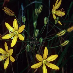 Santa Catalina Island, E side of Avalon Harbor, Bloomeria crocea