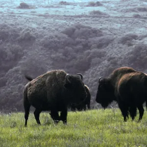 Santa Catalina Island, above Little Harbor, bison