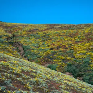 Santa Barbara Island, Upper Cliff Cyn, Malacothrix