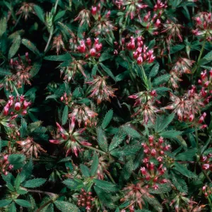 Santa Barbara Island, Arch Pt. trail, Trifolium palmeri