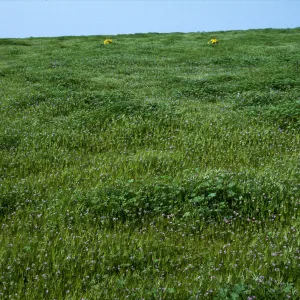 Santa Barbara Island, near end of Graveyard Cyn, Erodium cicutarium