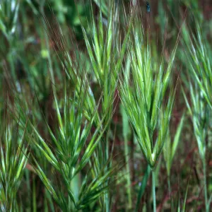 Santa Barbara Island, Cave Cyn, Bromus rubens
