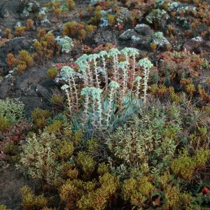 Santa Barbara Island, W of Cat Cyn, Dudleya traskiae