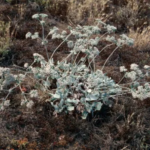 Santa Barbara Island, Eriogonum giganteum compactum