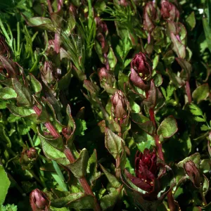 Santa Barbara Island, Cat Cyn, Aphanisma blitoides