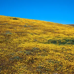 Santa Barbara Island, Cliff Cyn, Lasthenia