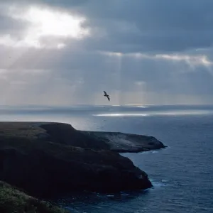 Santa Barbara Island, Sunbeams, pelican