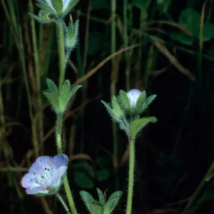 Phacelia insularis, W side of Cuyler Harbor, San Miguel Island