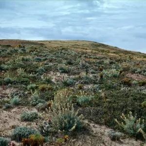 Castilleja holuleuca, just NW of mouth of Willow Cyn., San Miguel Island