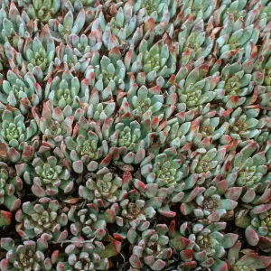 Dudleya greenei, Harris Point, San Miguel Island