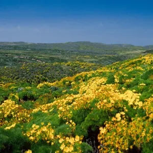 Coreopsis, Cyn W of campground, San Miguel Island