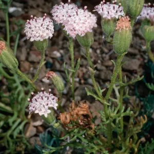 Chaenactis lacera, Natividad Island
