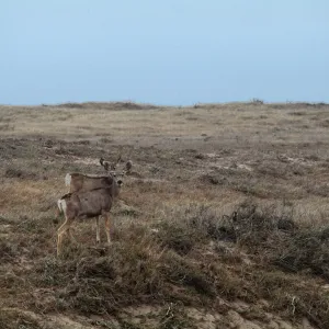 Deer, base of Carrington Point peninsula, Santa Rosa Island