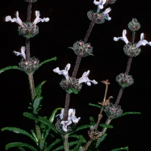 Salvia brandegeei, E of Johnson's Lee, Santa Rosa Island