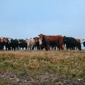 cattle, W side of Carrington Point, Santa Rosa Island