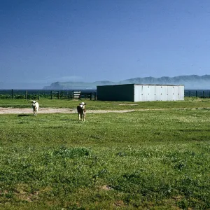 cattle, Vail Ranch, Santa Rosa Island