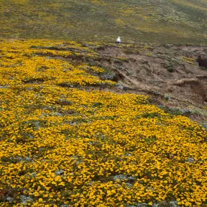Layia (tidy tips) , West side of Carrington Point, Santa Rosa Island