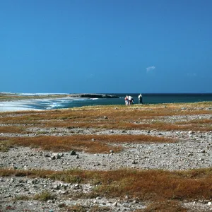 Dudleya Blochmaniae site, South of Î”OAR, Santa Rosa Island 