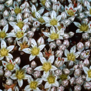 Dudleya blochmaniae insularis, South of Î”OAR, Santa Rosa Island