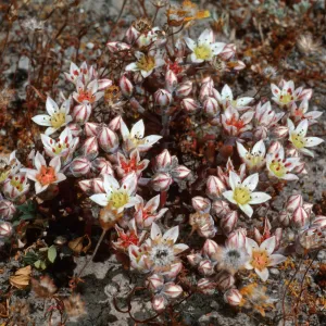 Dudleya blochmaniae insularis, Santa Rosa Island