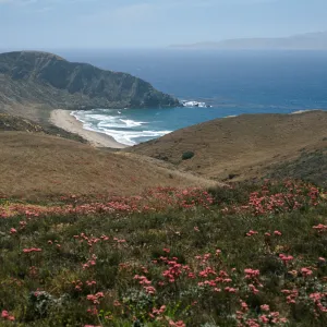 Eriogonum grande rubescens, overlooking Sauces Beach, Santa Cruz Island