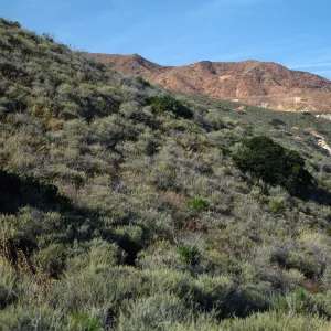 Stipa diegoensis, Coastal Sage Scrub, Loma Pelona, Santa Cruz Island