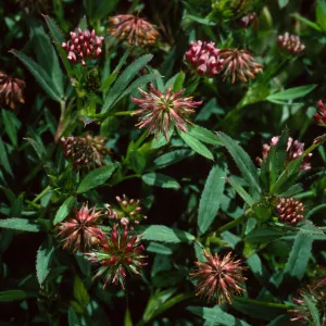 Trifolium palmeri, West Summit Peak, West Anacapa Island